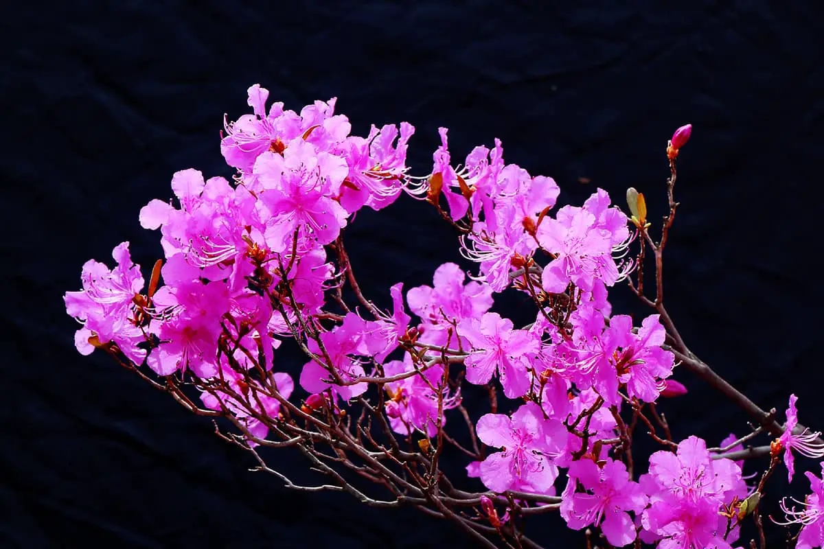 Rhododendron dauricum