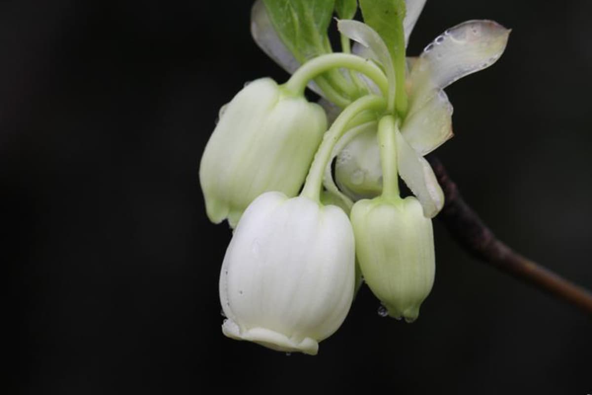 Enkianthus serrulatus