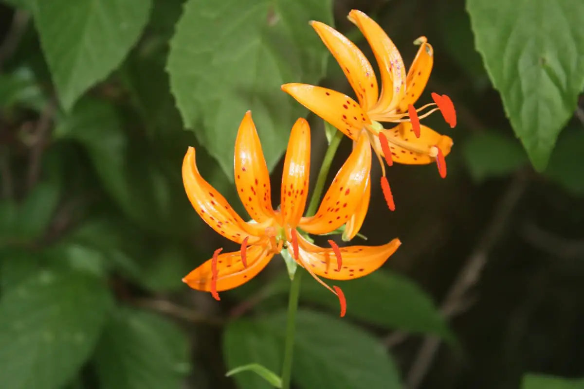 Lilium distichum Nakai