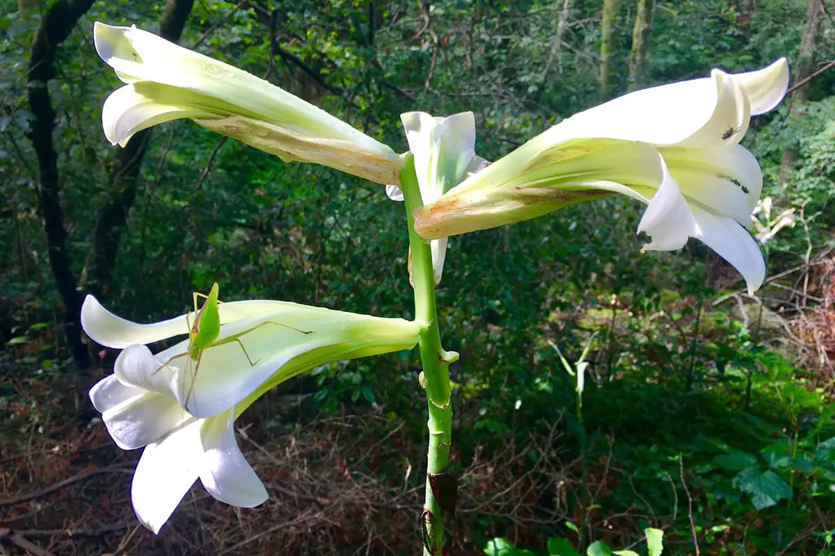 Cardiocrinum cathayanum