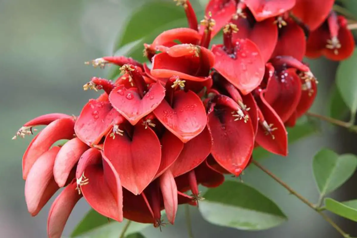 Erythrina Crista-Galli 