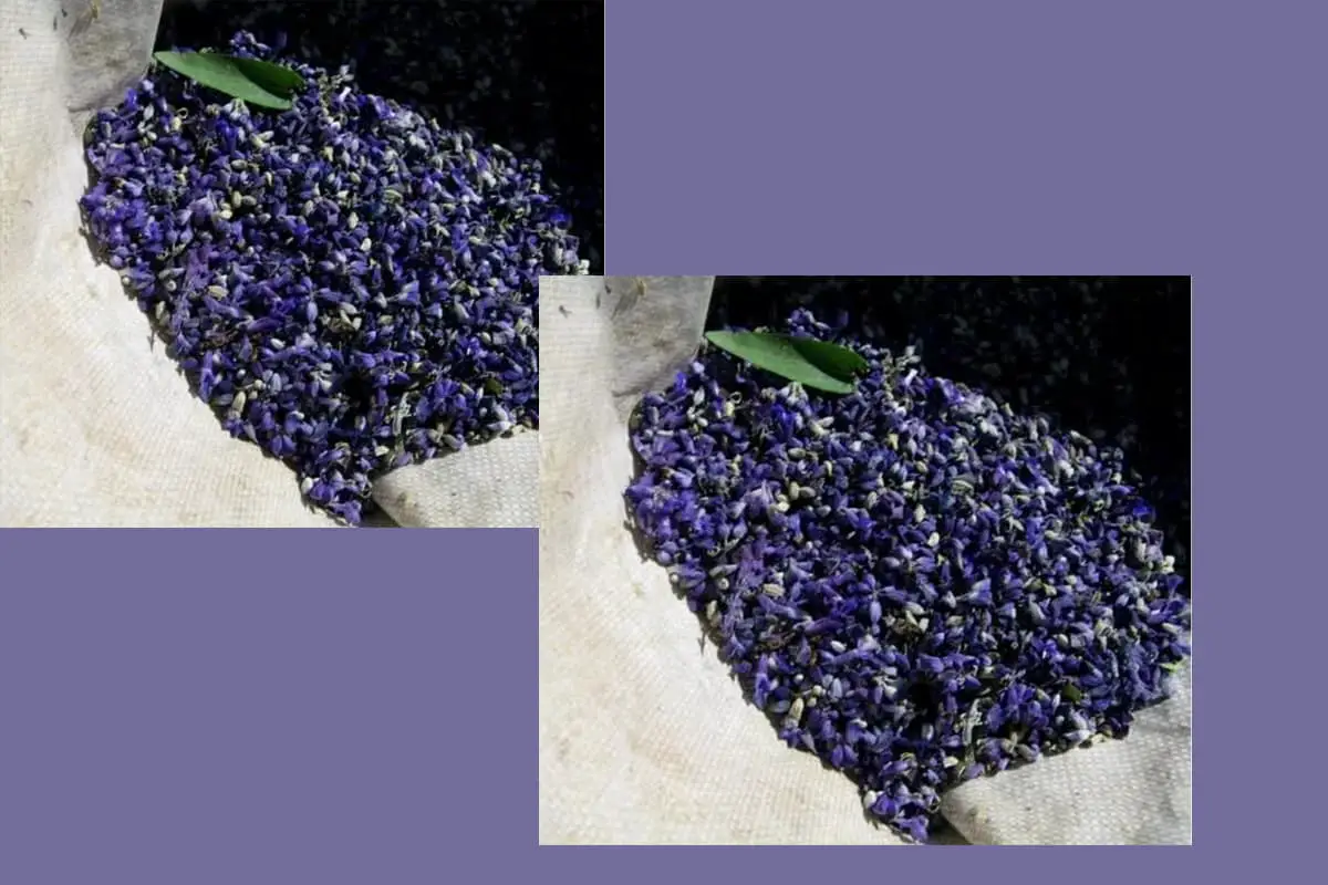 Lavandula angustifolia