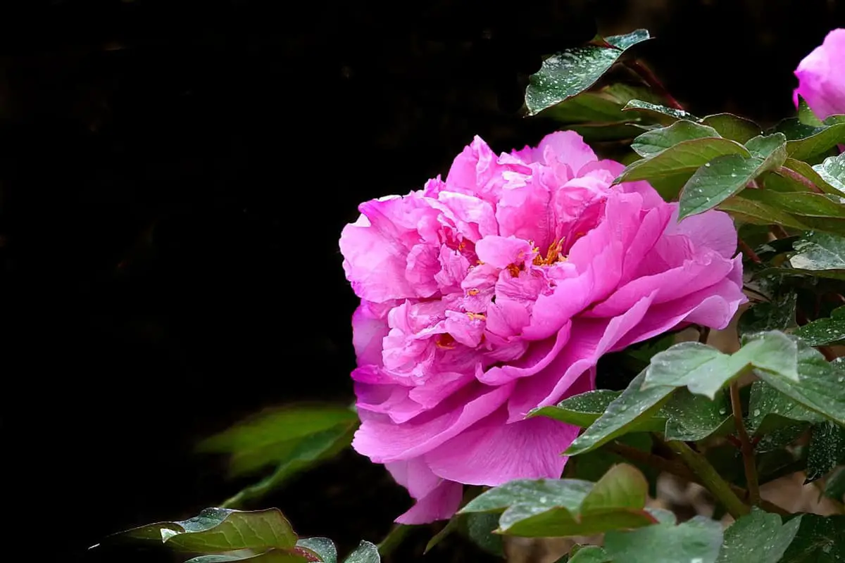 Nymphaea 'Peónia cor-de-rosa