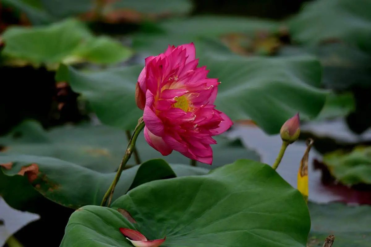 Nelumbo nucifera 'Hong Taiyang' (Nelumbo nucifera 'Hong Taiyang')