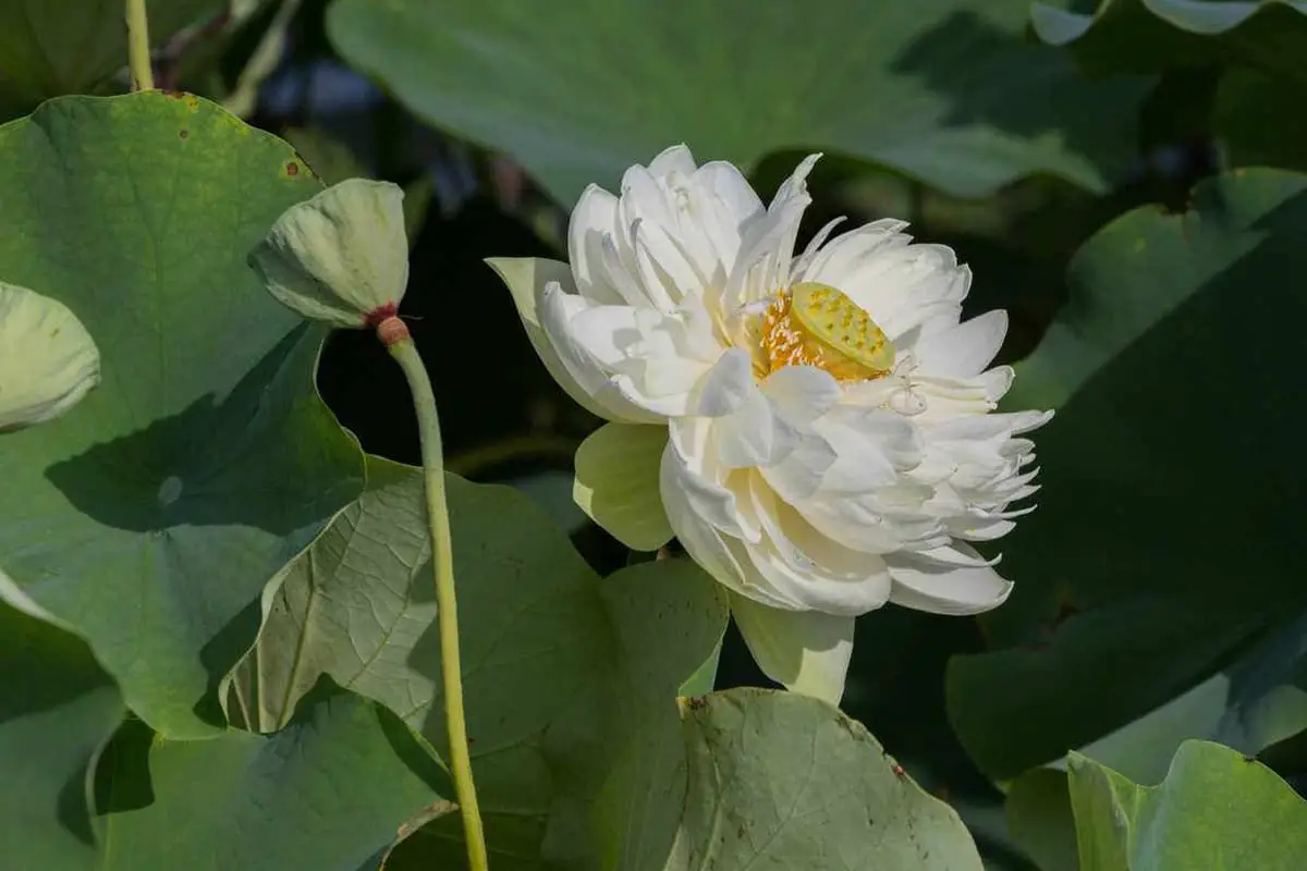 Nelumbo nucifera “Snow White Princess”