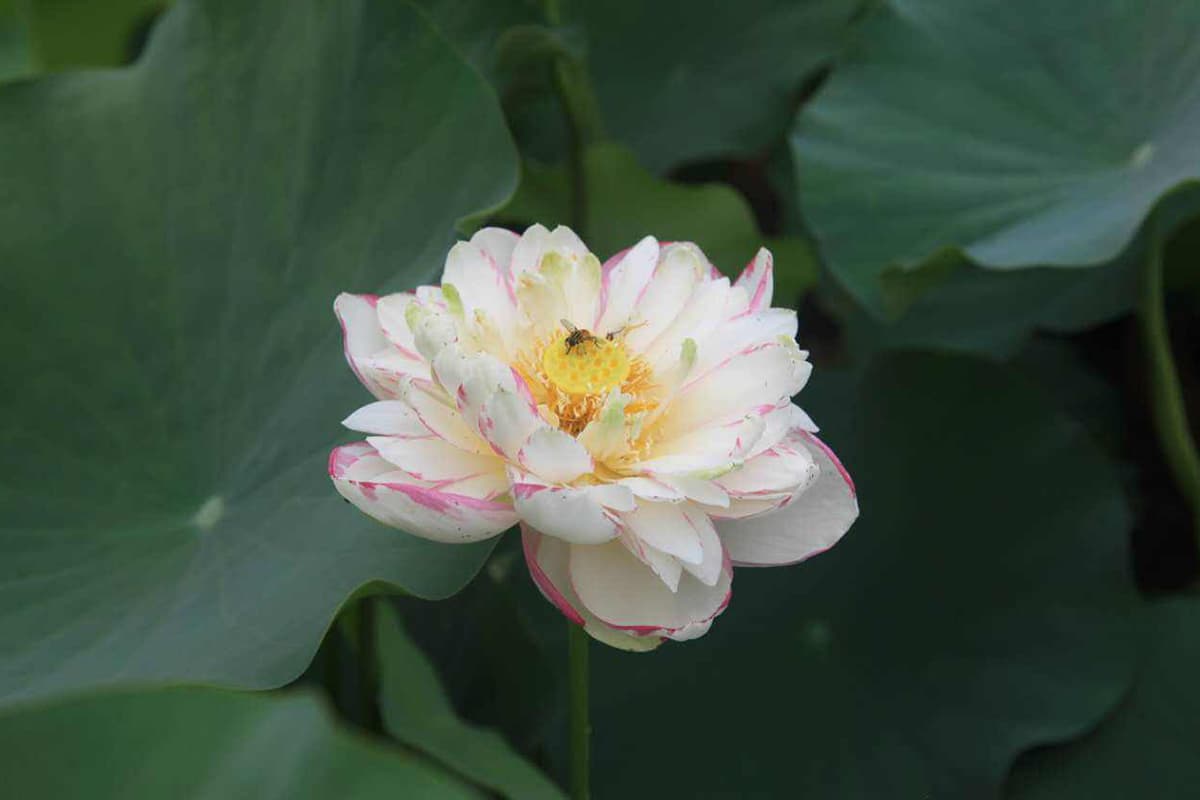 Nelumbo nucifera 'Big versicolor'