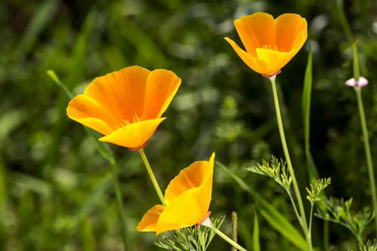 Eschscholzia Californica