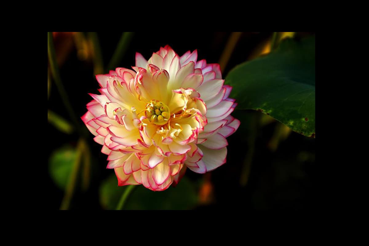 Nelumbo nucifera 'Qian Ban Lian’