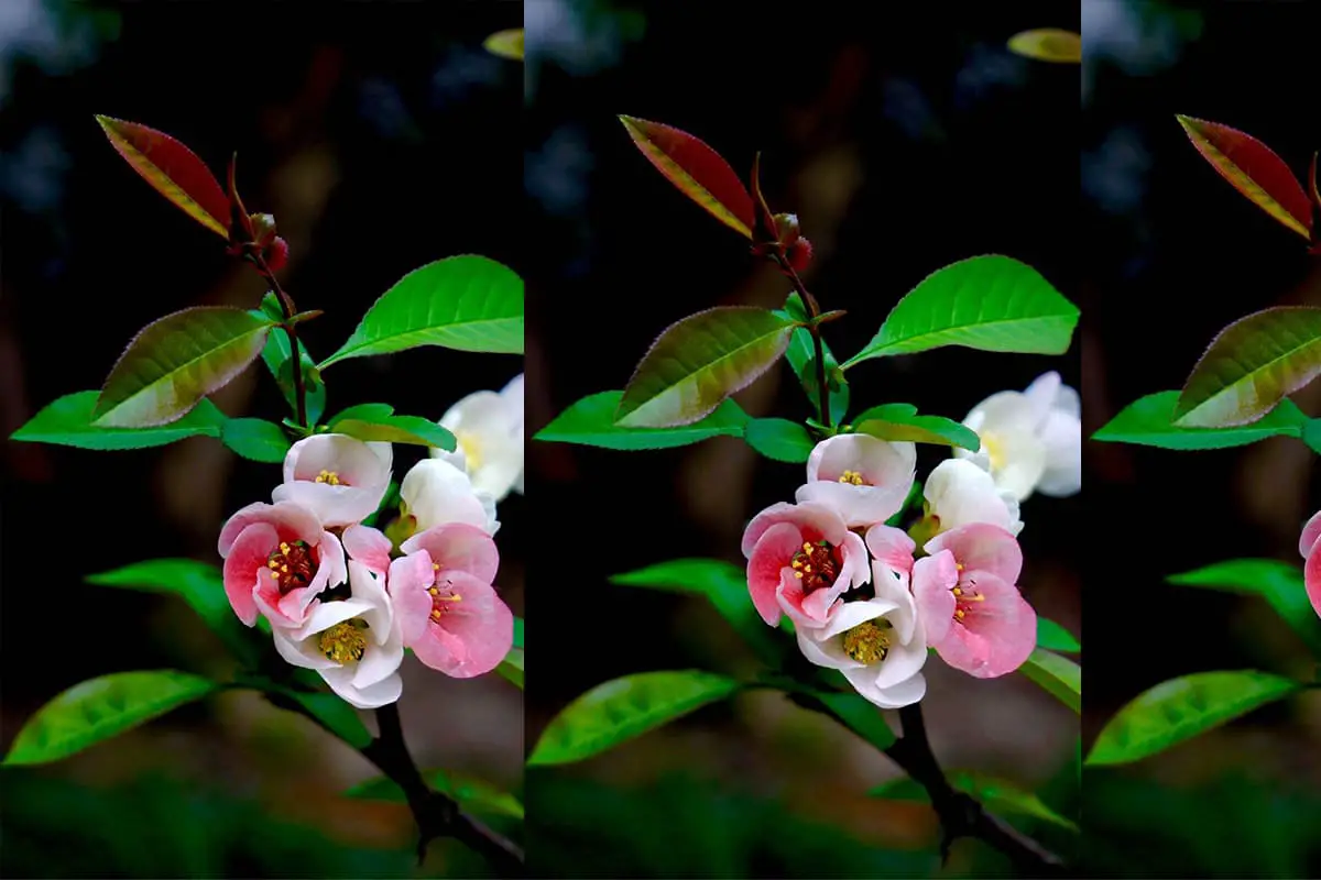 Malus spectabilis