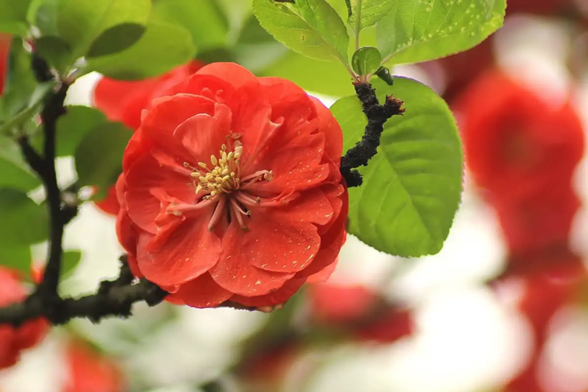 Chaenomeles japonica