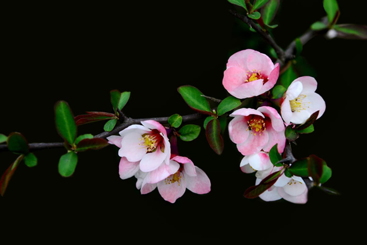 Chaenomeles cathayensis