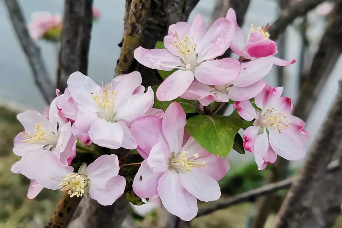 Malus Micromalus Makino: The Alluring Beauty of Chinese Crabapple