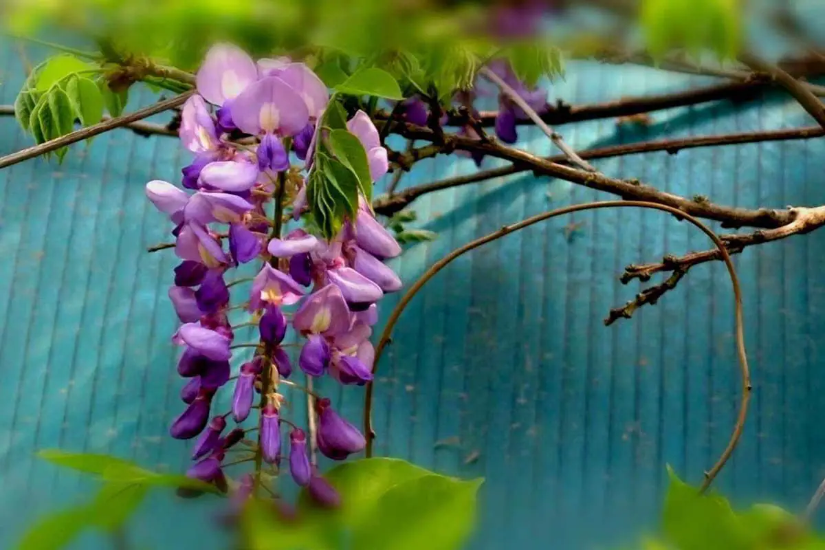 Creeping Plant A Gardener's Guide FlowersLib