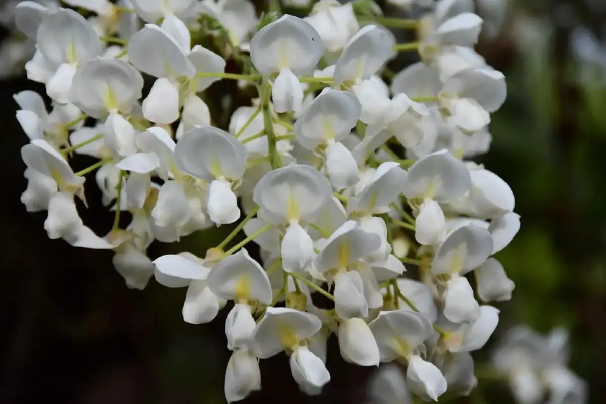 Wisteria sinensis