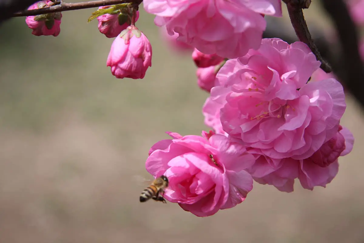 Prunus triloba