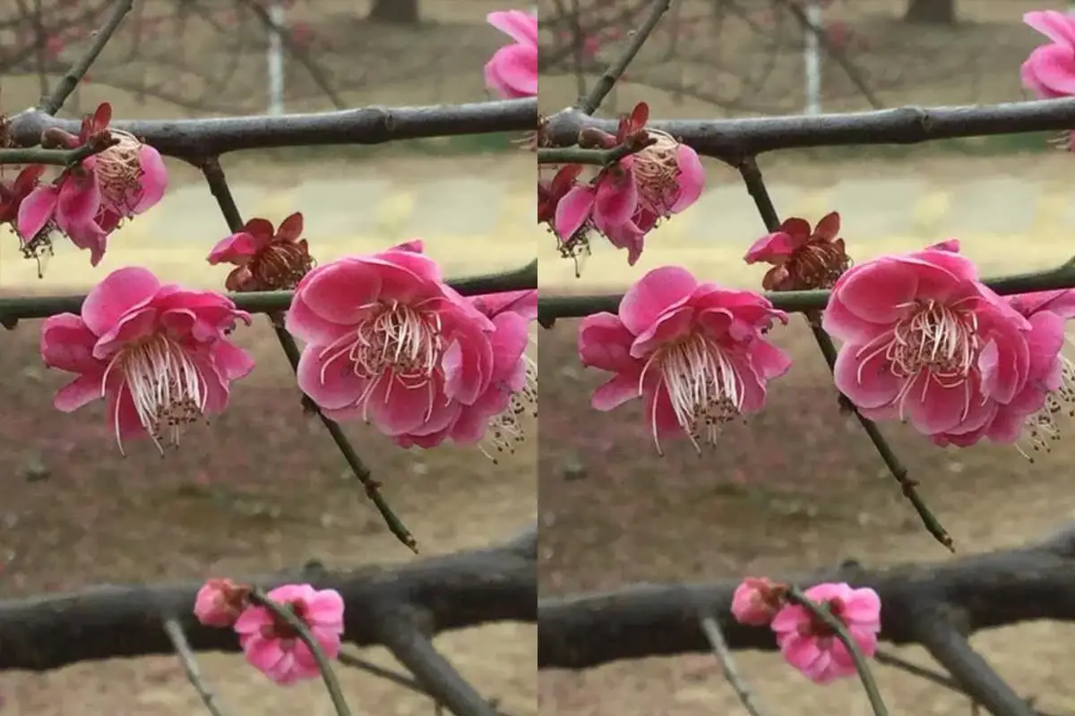 Prunus mume
