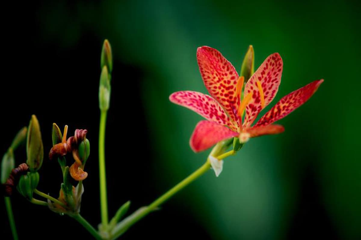 Belamcanda Chinensis