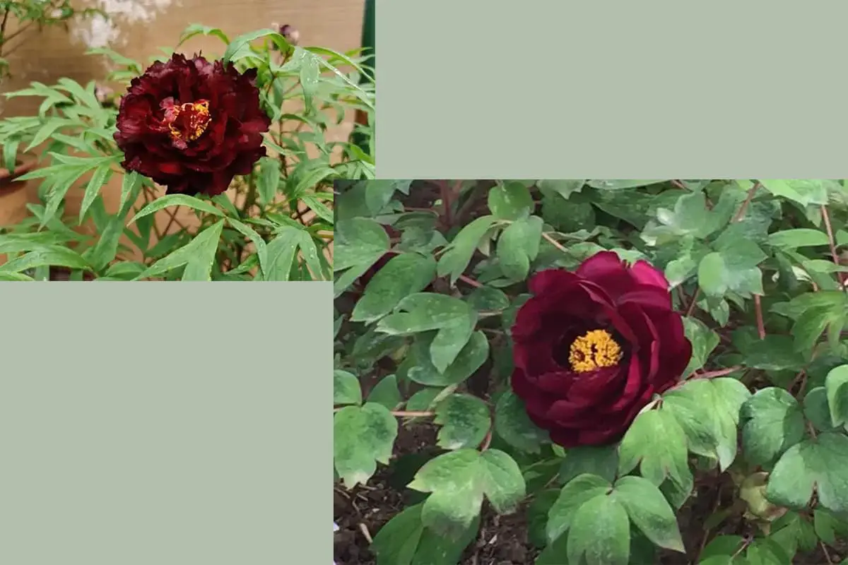Paeonia suffruticosa Andr