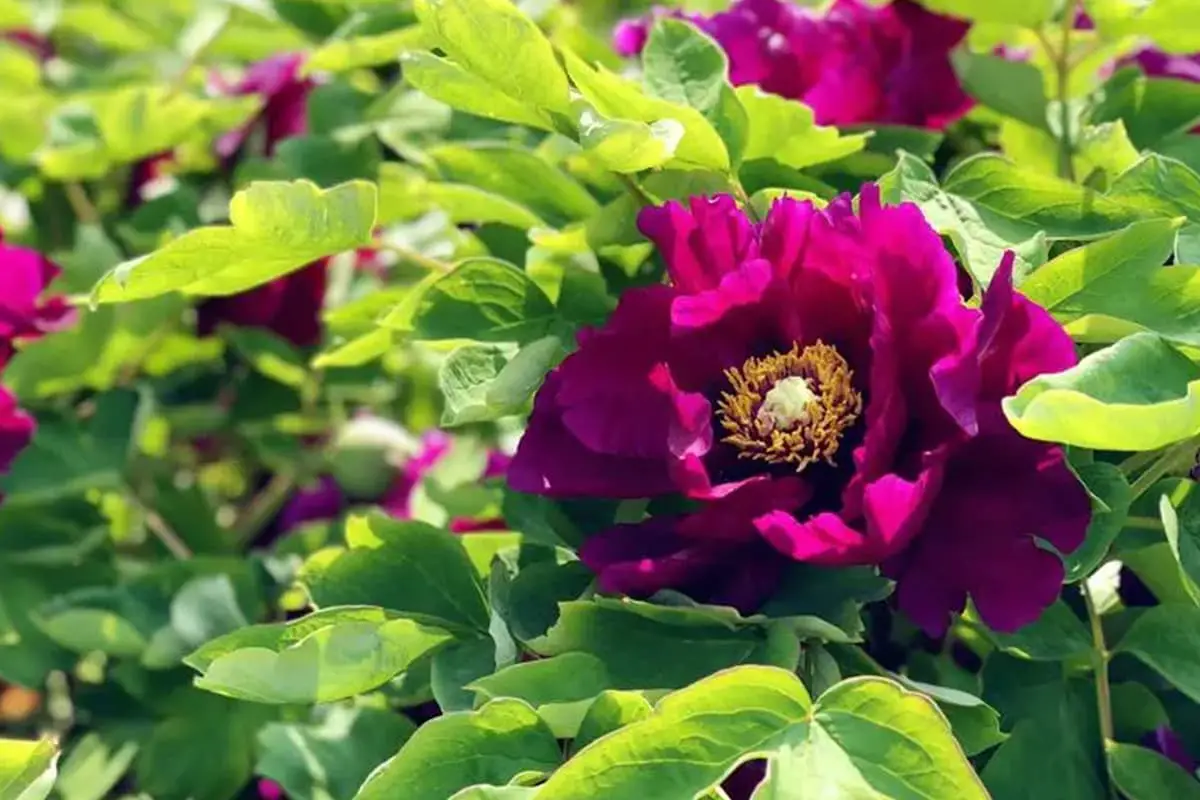 Paeonia suffruticosa 'Greendragon Sleeping Pool'