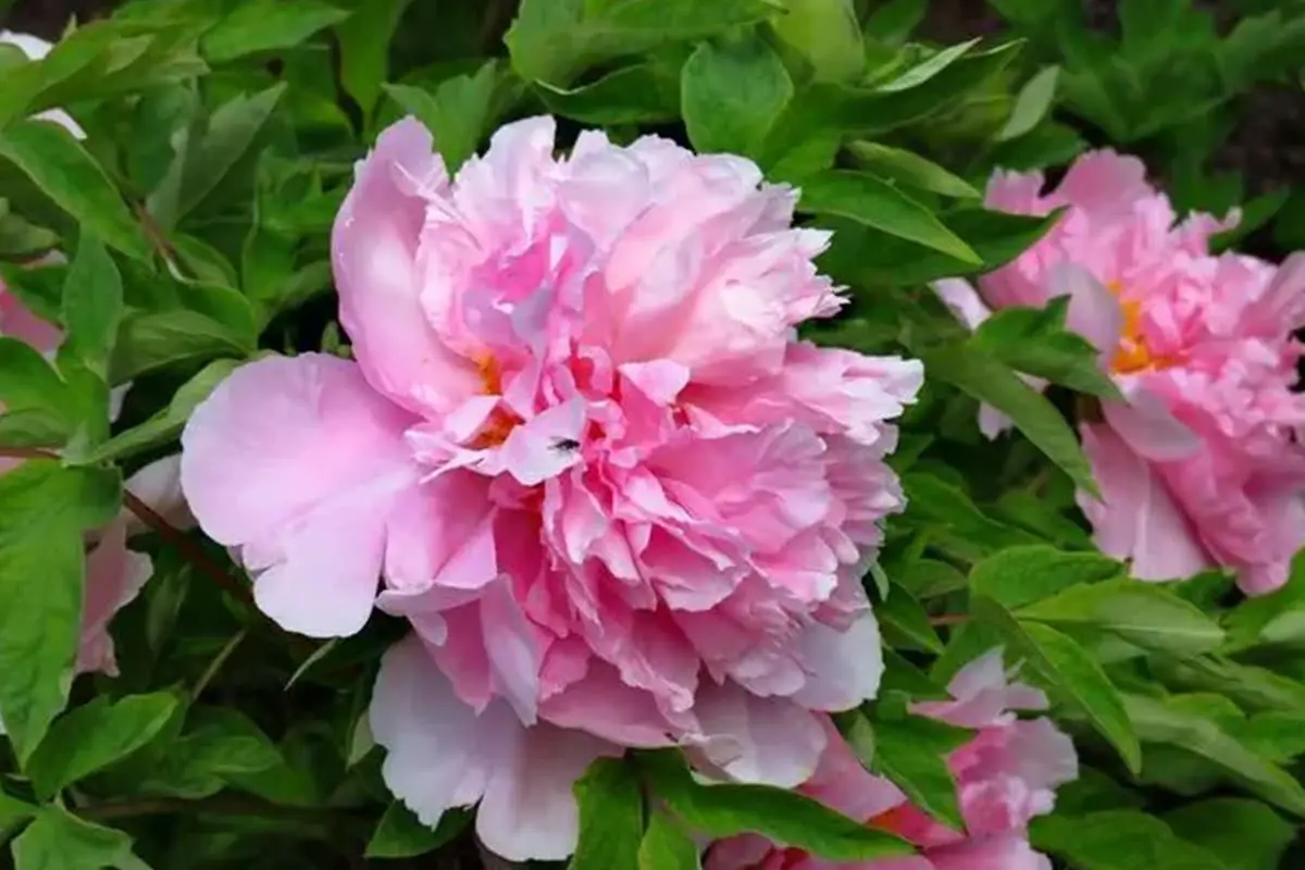 Nelumbo nucifera 'Guifeizuijiu’