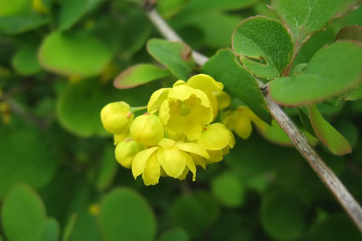 Berberis Thunbergii