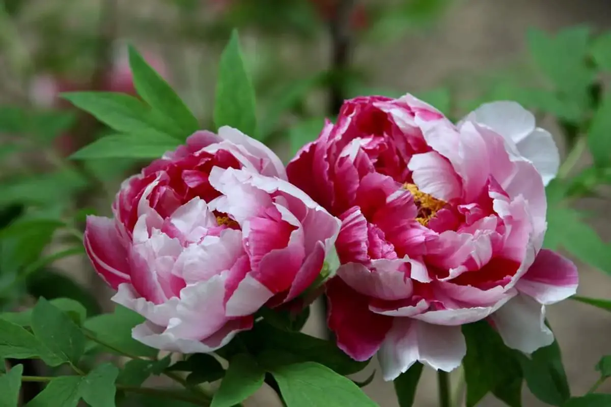 Paeonia suffruticosa 'Two Qiao' (Deux Qiao)