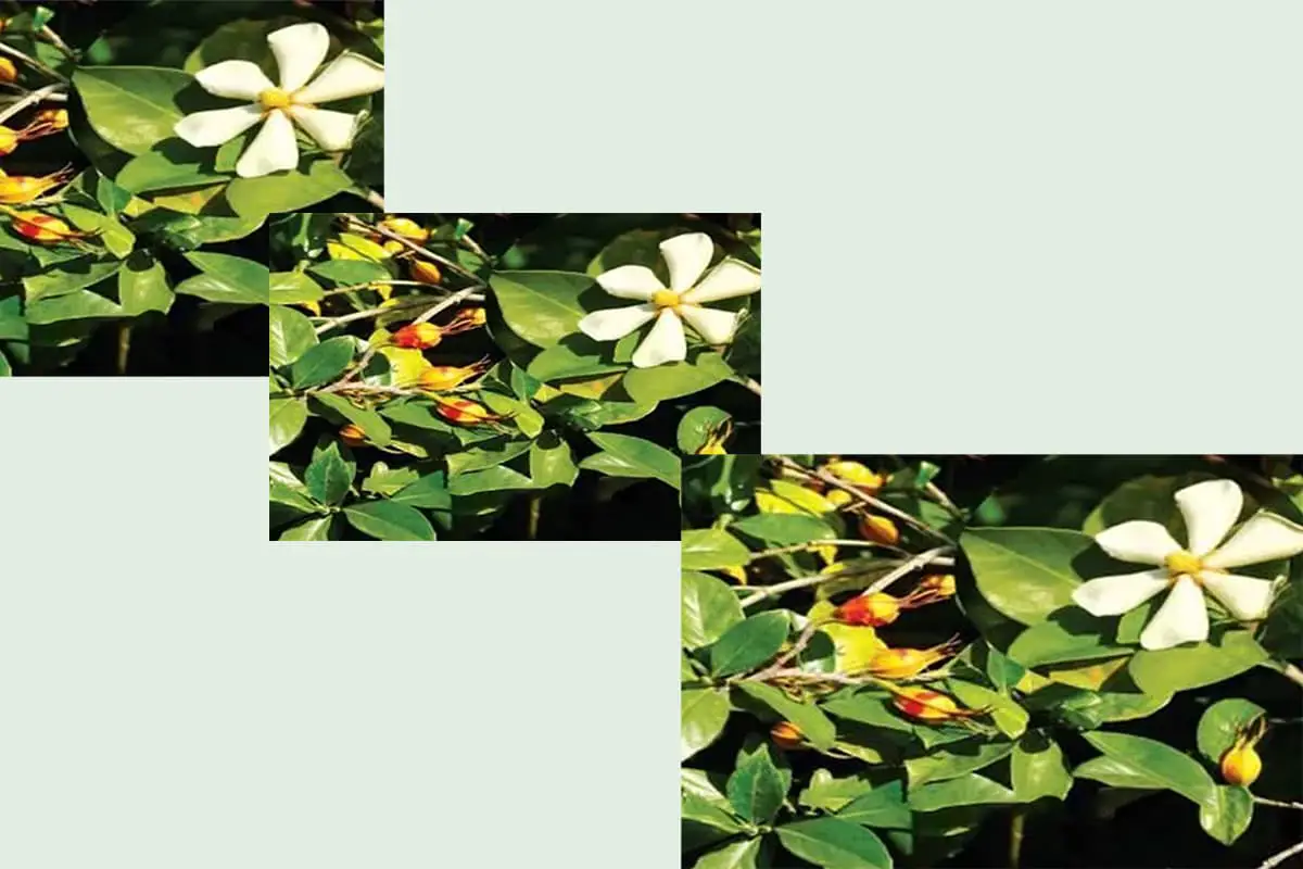 Gardenia sootepensis hutchins