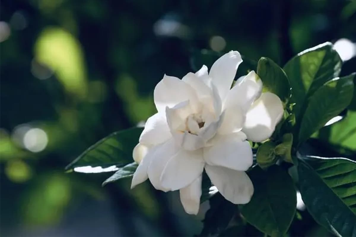 Gardenia jasminoieles Ellis