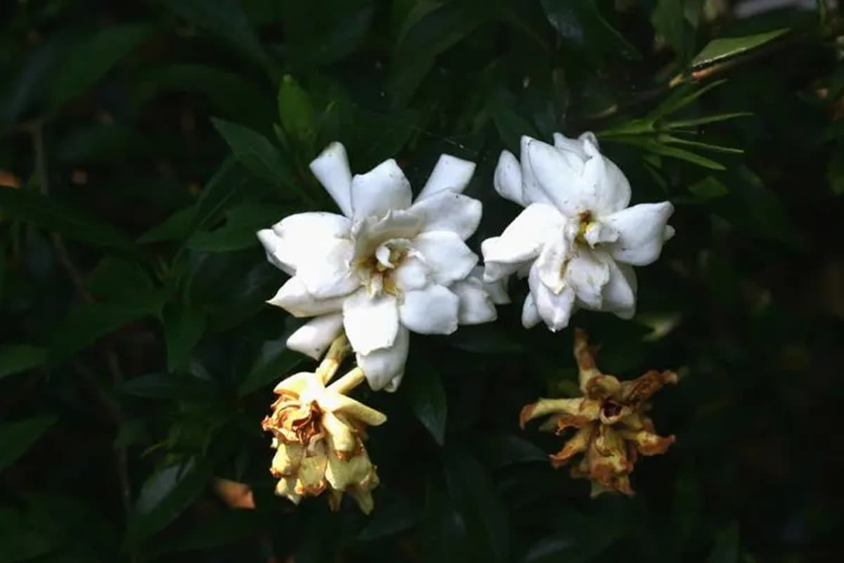 Gardenia stenophylla