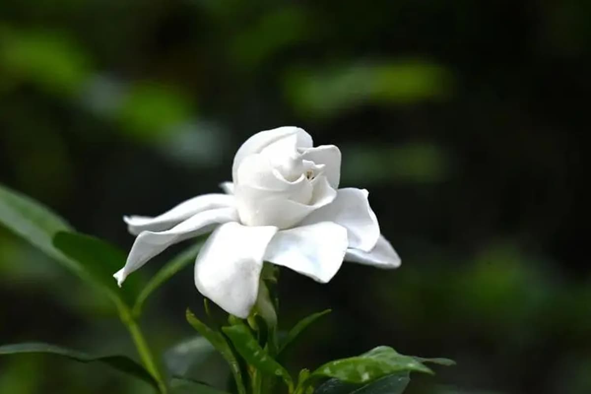 Gardenia jasminoides Radicans