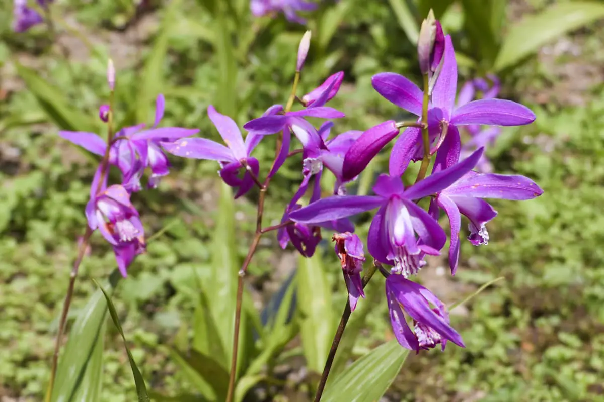 Bletilla Striata