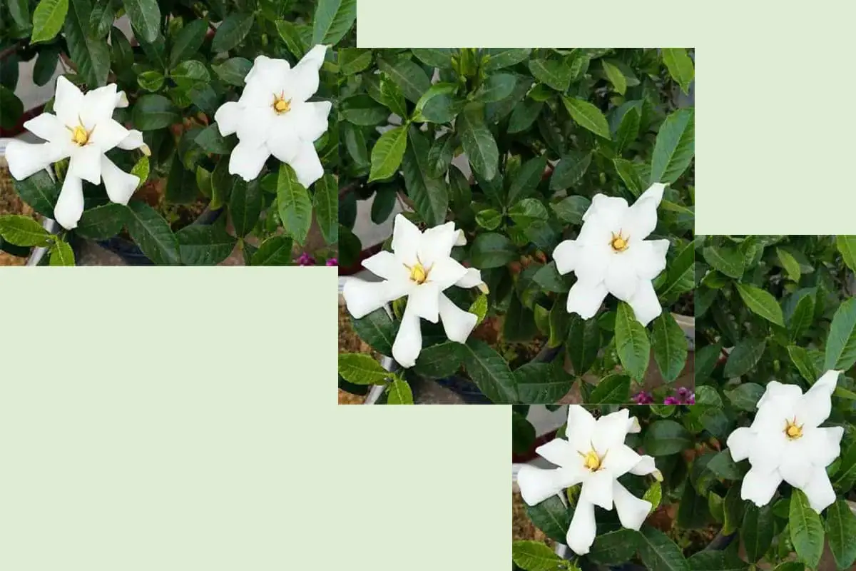 Gardenia jasminoides Variegata