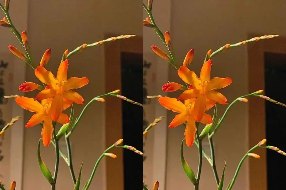 Renanthera coccinea