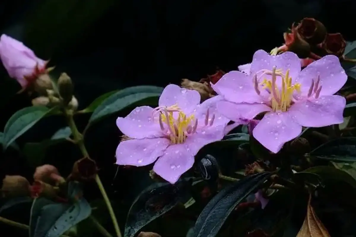 Melastoma malabathricum