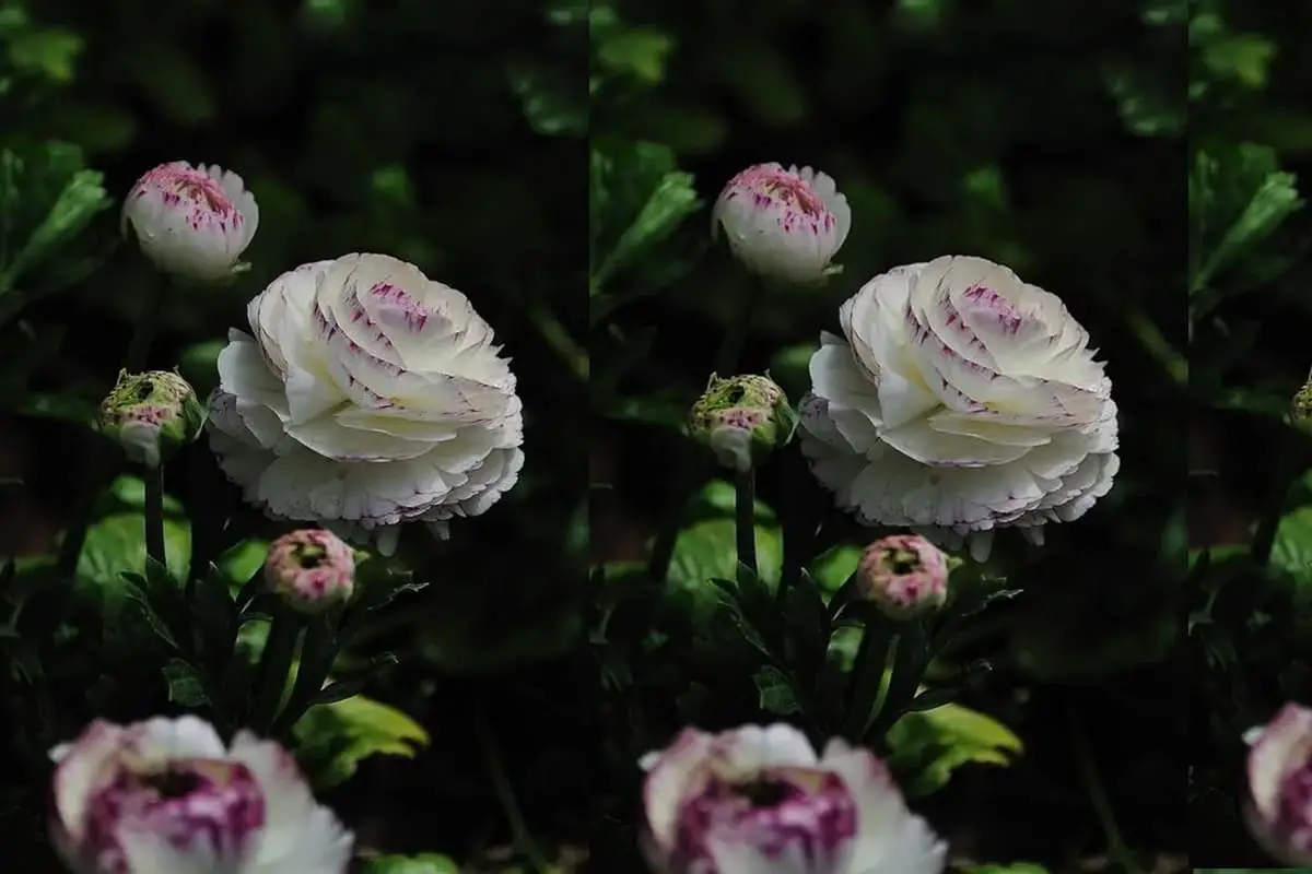 Hahnenfuß (Ranunculus Asiaticus)