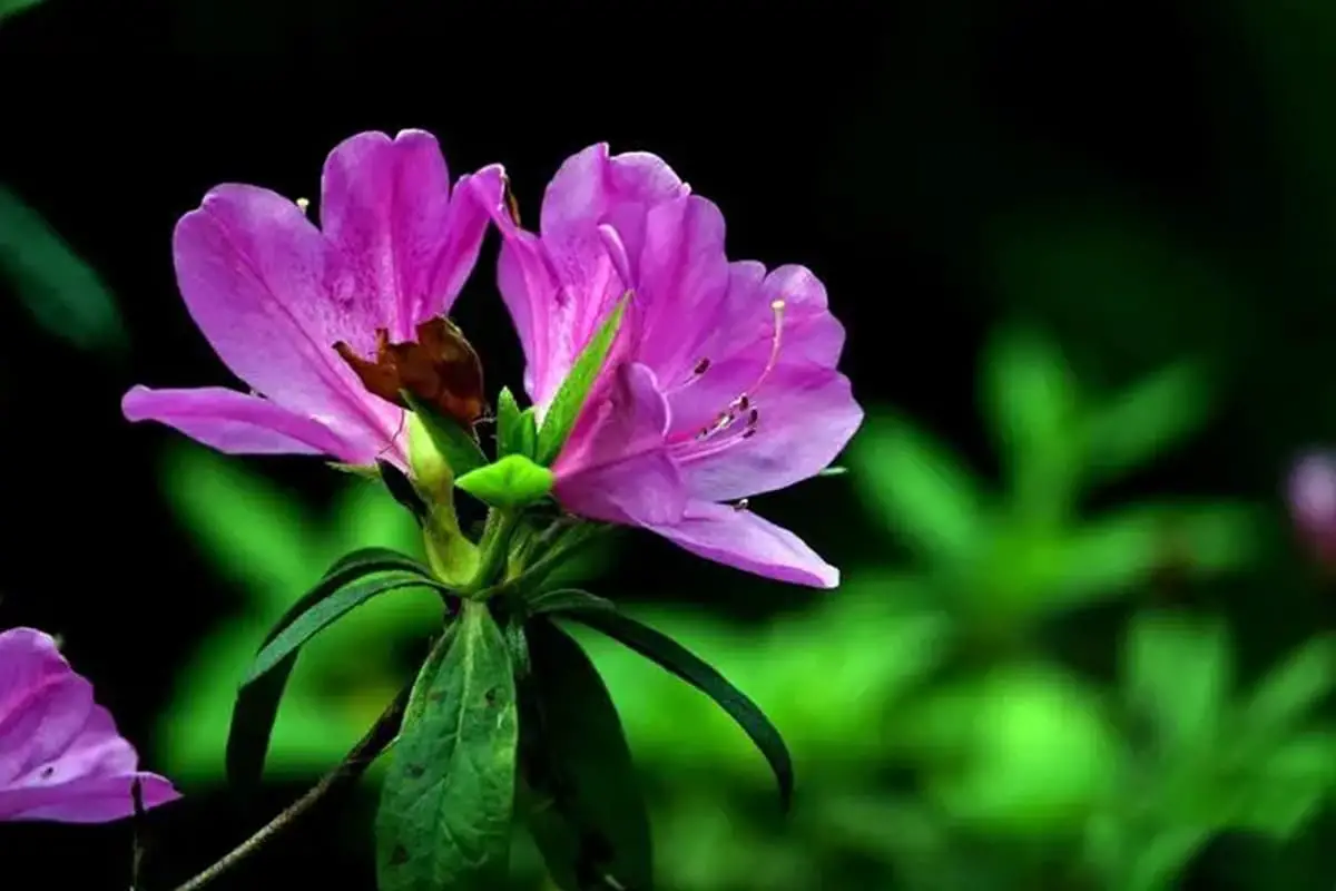 Rhododendron