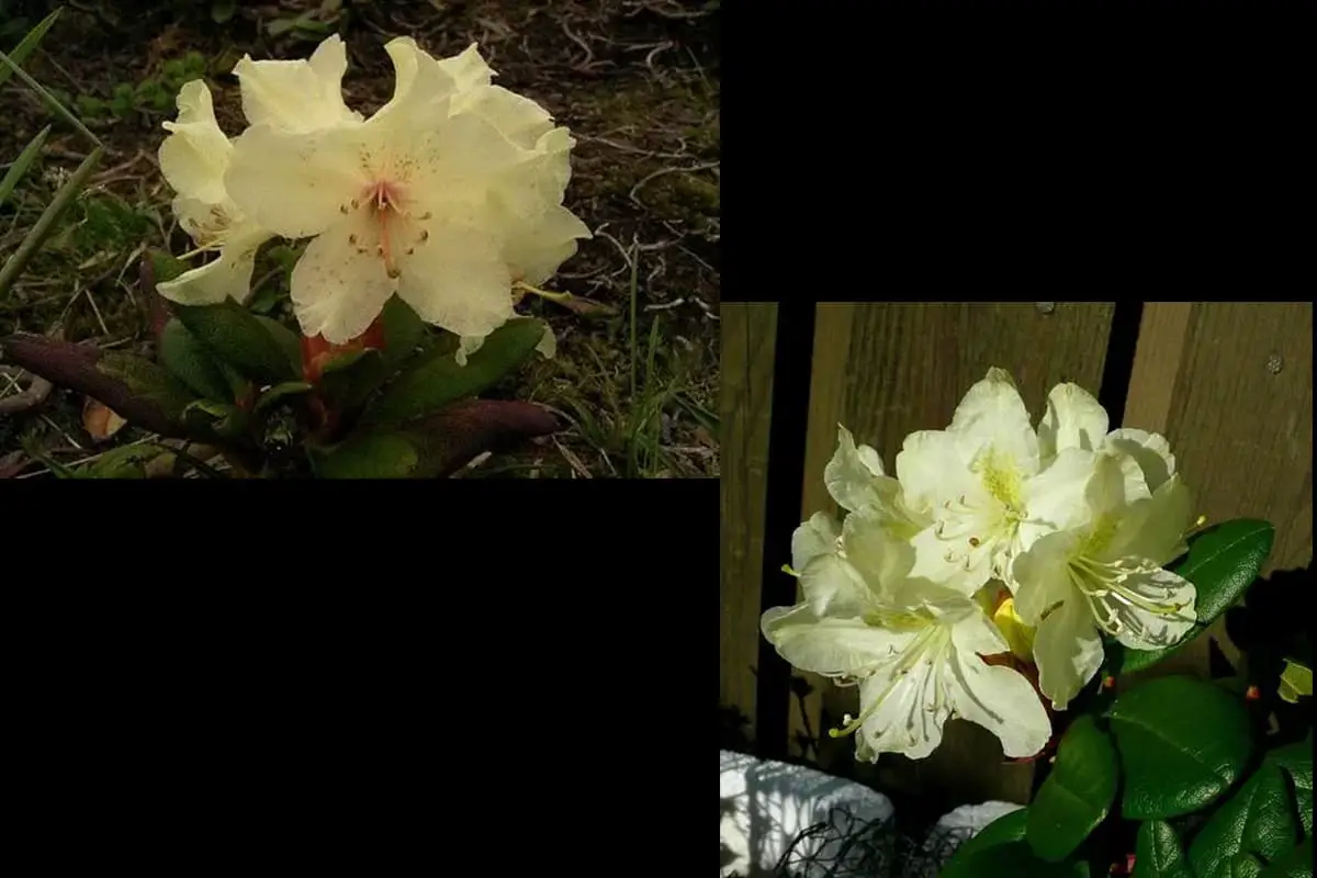 Rhododendron Aureum