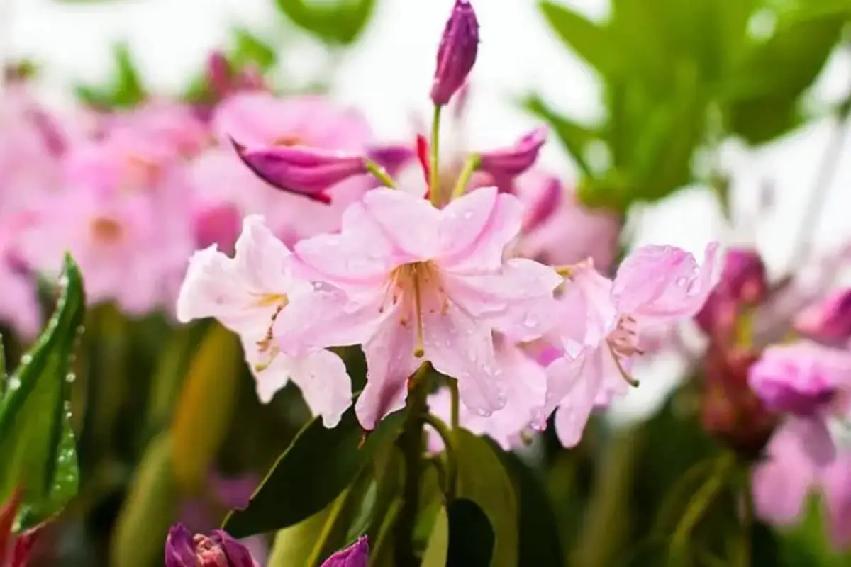 Rhododendron Fortunei