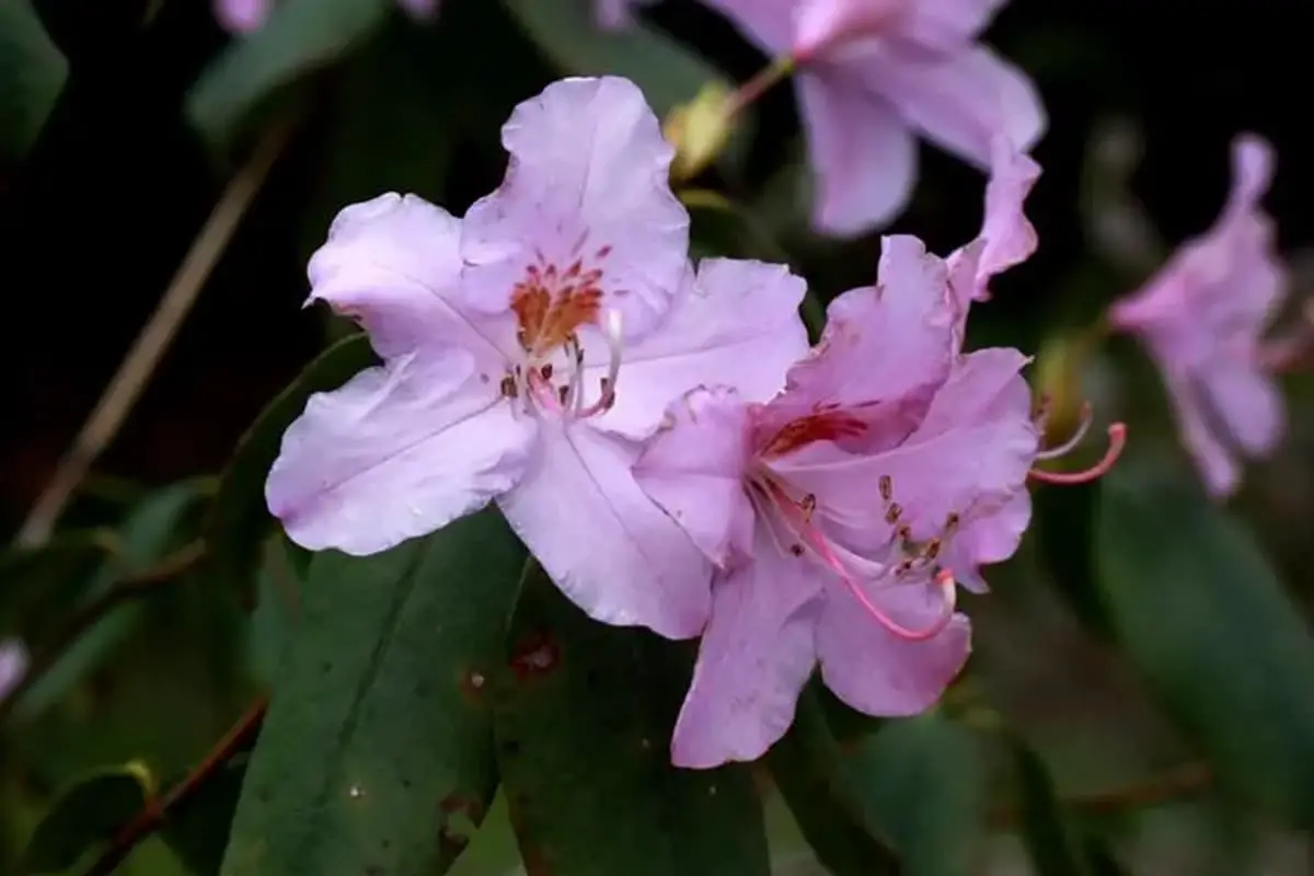 Rhododendron Latoucheae