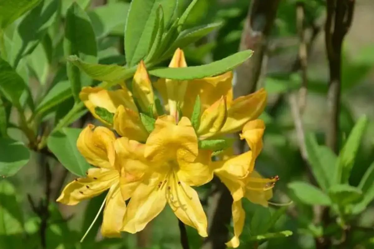 Rhododendron Molle