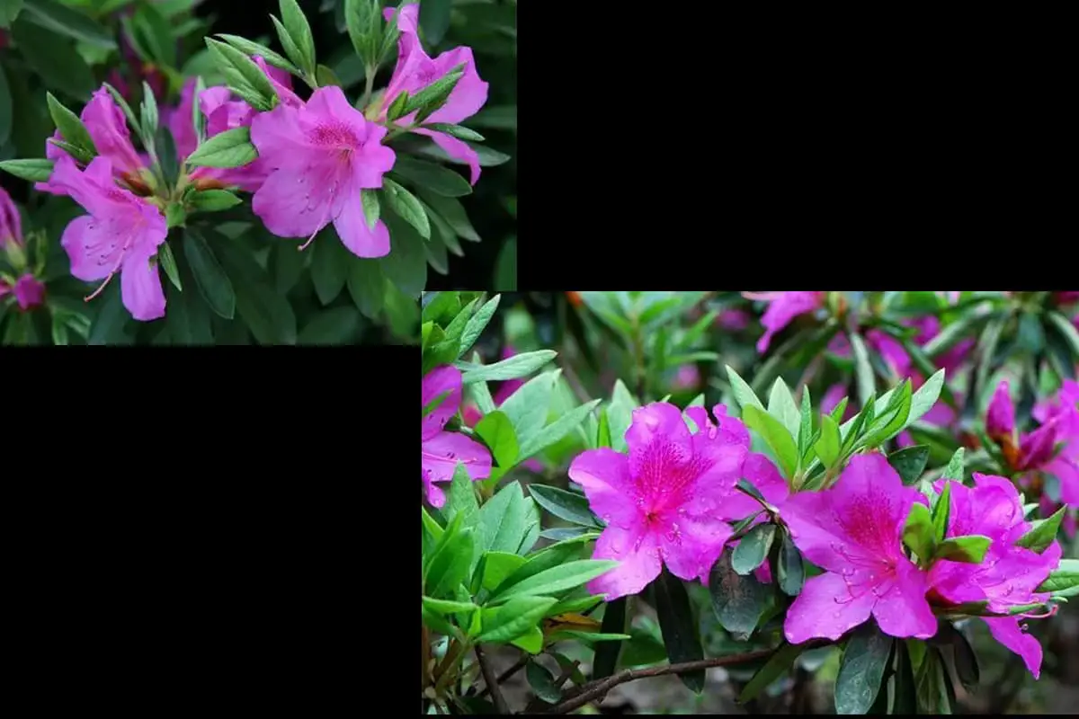 Rhododendron Radendum