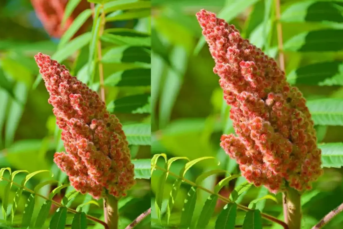 Rhus Typhina 