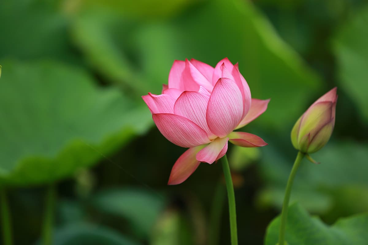 Nelumbo Nucifera