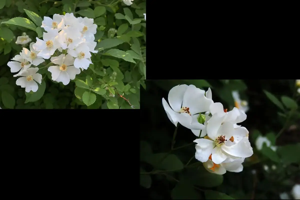 Die Rosa Rubus, die zur Familie der Rosengewächse und zur Gattung der Rosen gehört, ist eine einzigartige Pflanze. Ihre Wurzelrinde enthält Gerbstoffe. Die Pflanze hat kurze, grobe, gekrümmte Dornen am Stamm, und ihre jungen Zweige sind leicht behaart, was mit zunehmendem Alter weniger wird. Die Blätter sind oval oder elliptisch und laufen an der Spitze spitz zu. Die Blüten stehen in kegelförmigen Büscheln, die Kelchblätter sind kugelig oder eiförmig. Die Blütenblätter sind weiß und ebenfalls eiförmig. Die Hagebutte, die Frucht der Pflanze, ist fast kugelförmig und wird bei der Reife glänzend scharlachrot oder violettbraun. Sie blüht von April bis Juni und trägt von Juli bis September Früchte.Rosa Rubus ist in ganz China weit verbreitet. Sie wächst häufig an Hängen, entlang von Straßen, auf Wiesen oder in Gebüschen. Verschiedene Teile dieser Pflanze, darunter die Blüten, die Früchte, die innere Stammrinde und die Blätter, haben medizinische Eigenschaften. Die Blüten können zur Behandlung von Magenbeschwerden verwendet werden. Die Früchte haben einen süßen Geschmack und wirken kühlend; man glaubt, dass sie die Leberhitze beseitigen und entgiftend wirken. Die innere Rinde des Stängels ist bitter und adstringierend; ihr werden Eigenschaften zugeschrieben, die Giftstoffe und Feuchtigkeit beseitigen. Die Blätter können wegen ihrer blutgerinnungsfördernden und blutstillenden Eigenschaften verwendet werden. Die zarten Stängel und Blätter der Rosa Rubus können frisch verzehrt werden, entweder als Hauptzutat oder als Beilage, die sich für kalte Salate oder Pfannengerichte eignet. Die Früchte können auch zu Wein vergoren oder zu Marmelade verarbeitet werden.