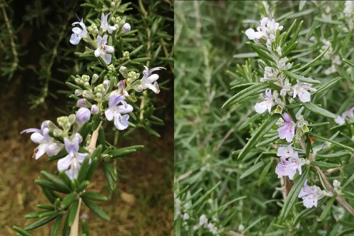 Rosmarinus Officinalis