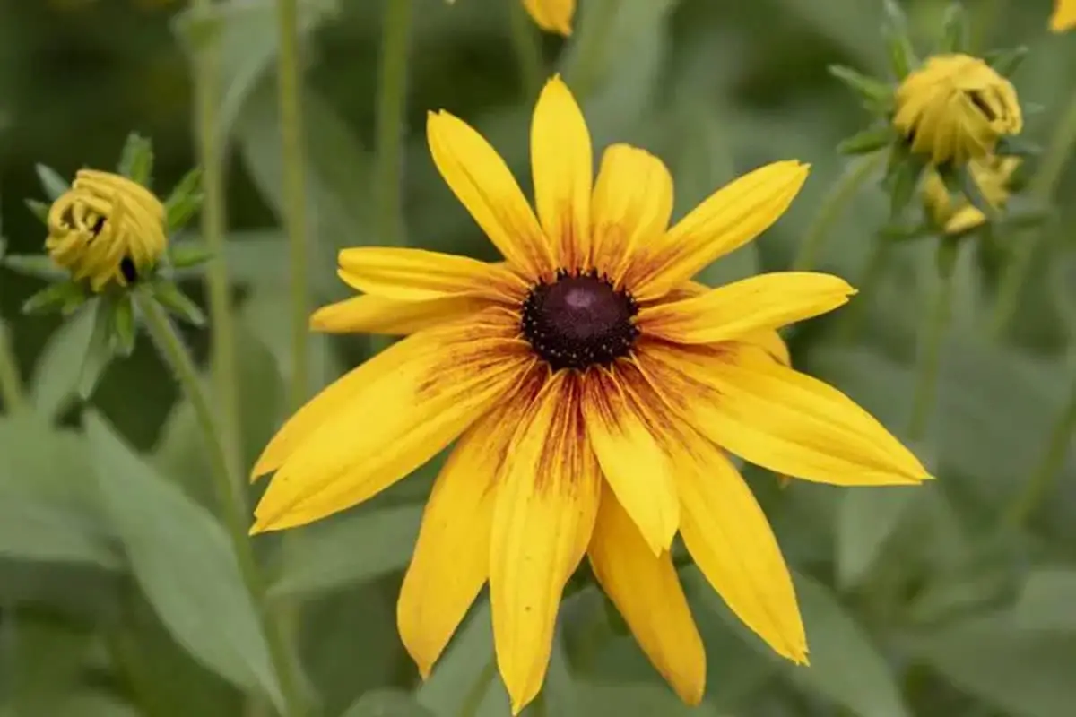 Rudbeckia Hirta