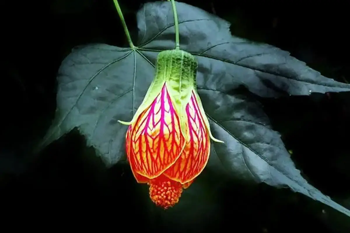 Abutilon Pictum