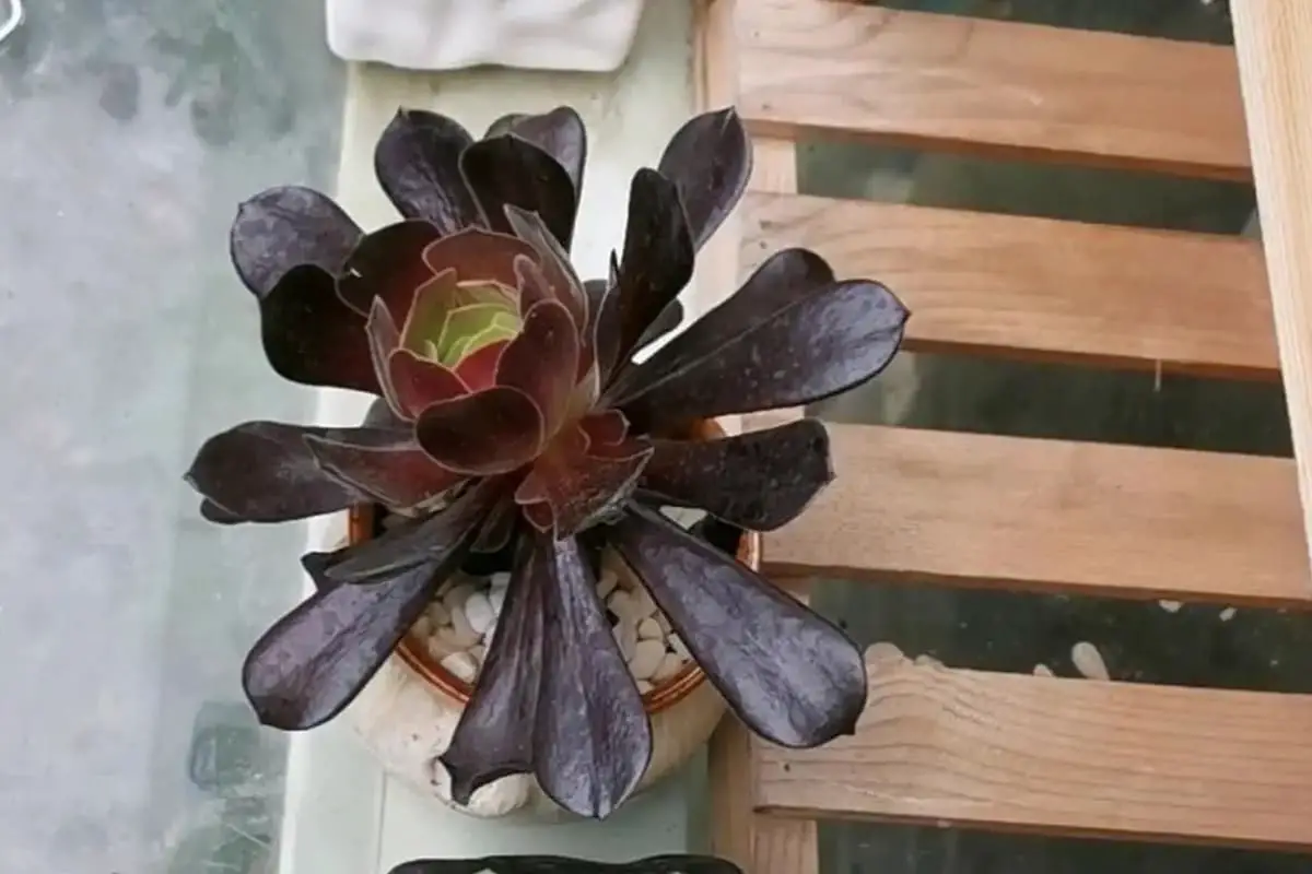 Aeonium Arboreum