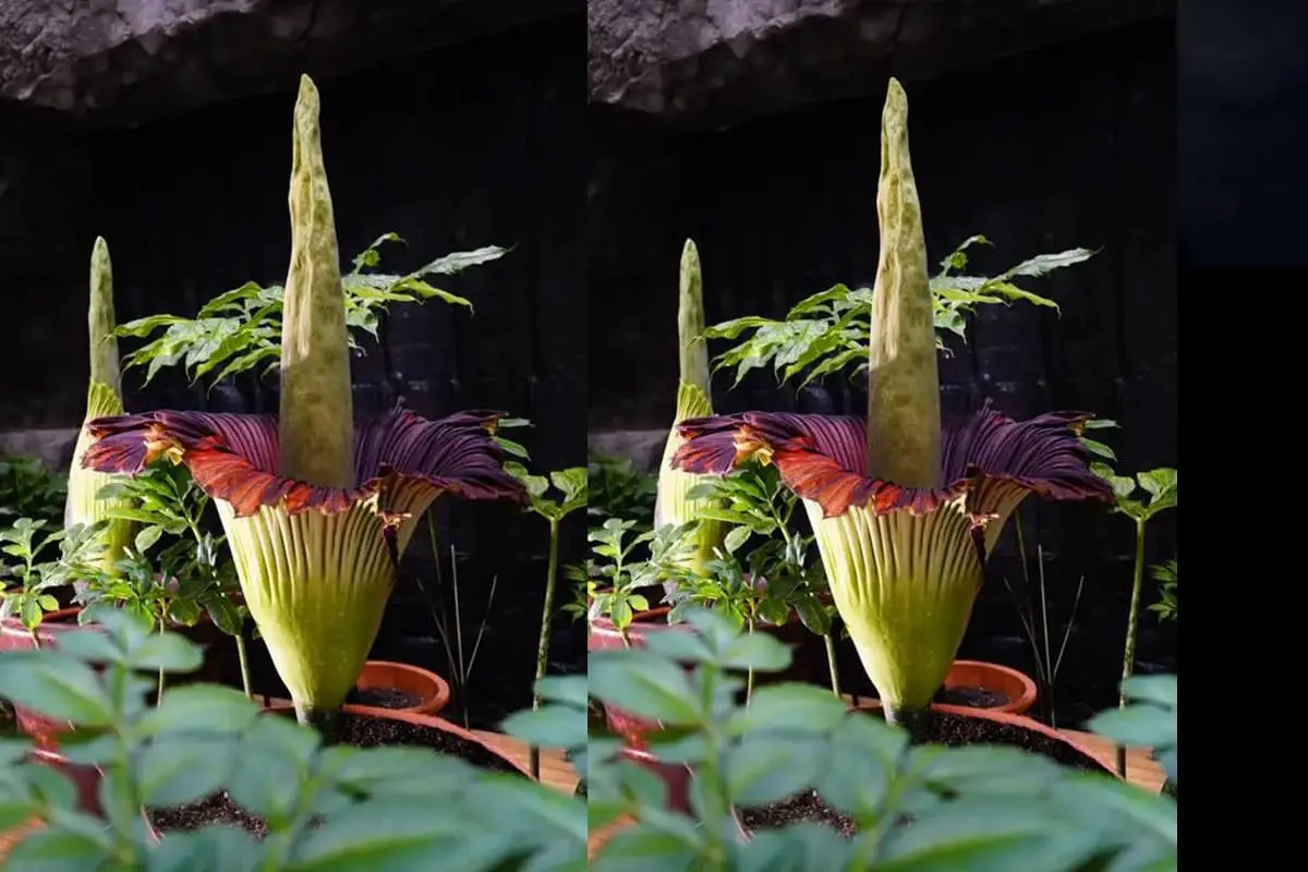 Amorphophallus Titanum