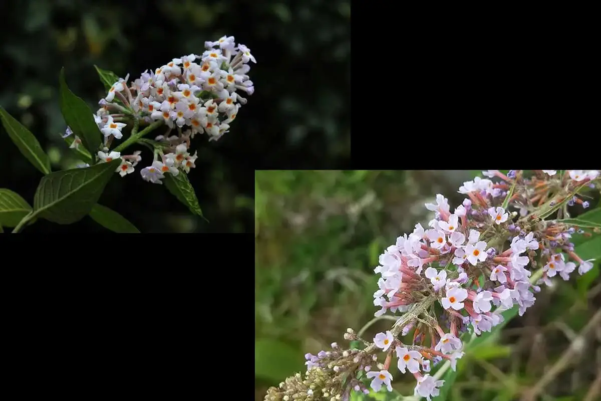 Buddleja Officinalis